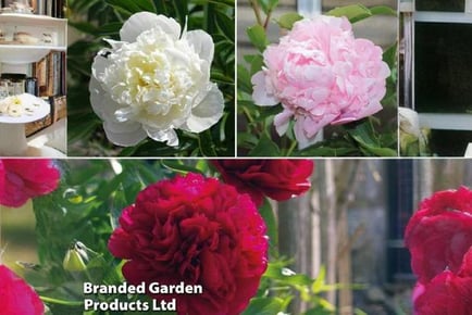 1 or 3 Potted Double Peony Plants