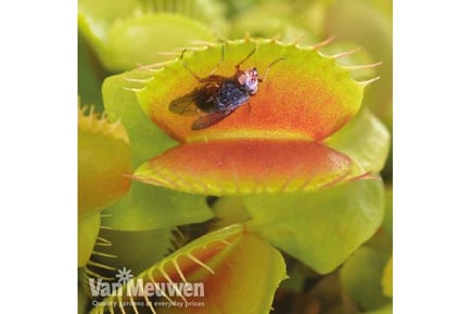 1 or 3 Venus Fly Trap Plants