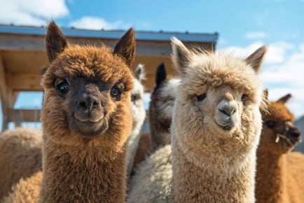 Alpaca Meet, Feed & Greet Session - Wetley Moor - Stoke-on-Trent