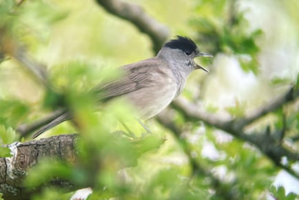 Wildlife Walking Tour: Create Your Own Customised Experience in the Mendips