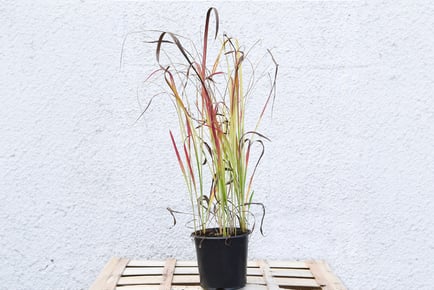 Imperata (Grass) Red Baron Plant in a 9cm Pot - 1, 2, Or 3!
