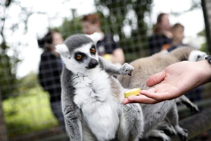 1 Hour Meet the Lemur Experience for 2 & Zoo Admission at Hoo Zoo - Shropshire