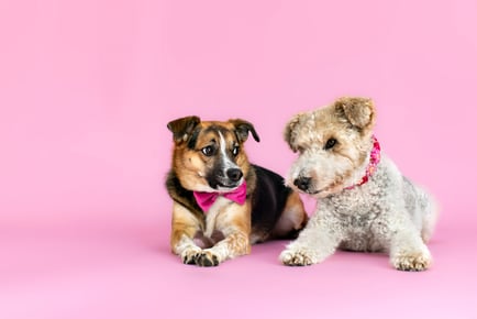 Pet Photoshoot with One Print at Love Photo