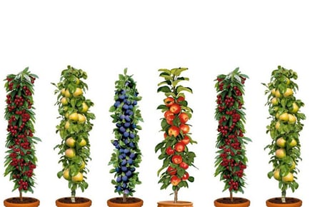 Six Dwarf Patio Pillar Fruit Trees Collection