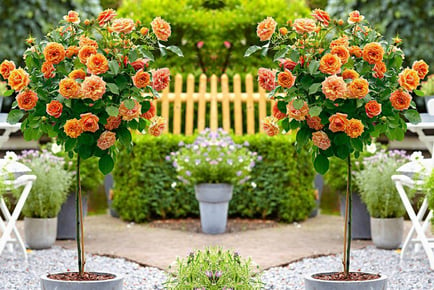 A pair of patio rose trees, orange
