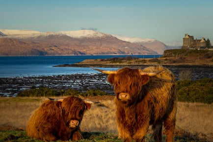 Isle of Mull Getaway For 1 or 2 - Wildlife Experience Option!