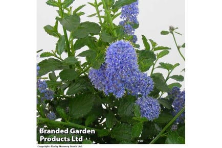 up to 3 Califorian Lilac Plants