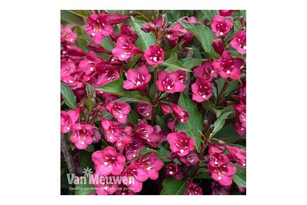 1 or 2 Weigela Towers of Flowers Cherry