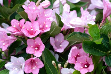 Weigela 'Towers of Flowers' Collection