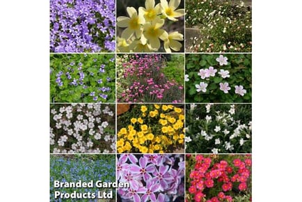 10 Mixed Alpine & Rockery Plants