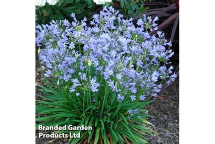 1 or 2 Agapanthus Blue Storm