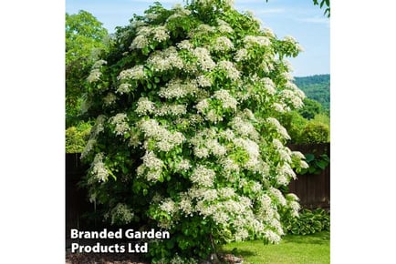 Climbing Hydrangea Anomala Petiolaris