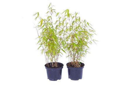 Bamboo Fargesia Rufa Plant w/ 2L Pot - Single or Pair