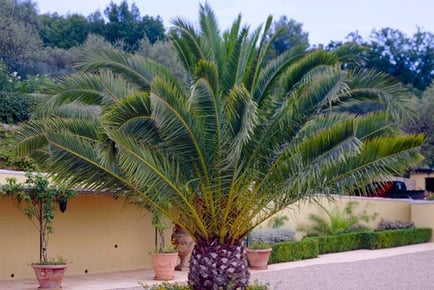 Large Phoenix Palm Plants, Pair