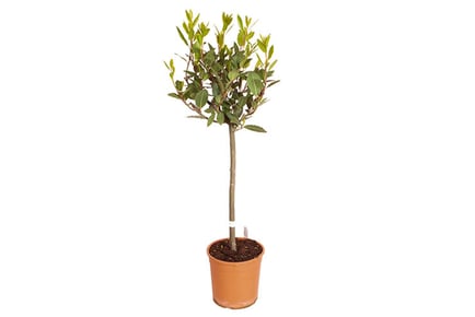 Standard Bay Tree, Pair