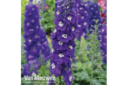 up to 24 Delphinium Blue & White Plants