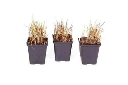 Imperata 'Red Baron' Blood Grass Plants - 3 or 6 Plants