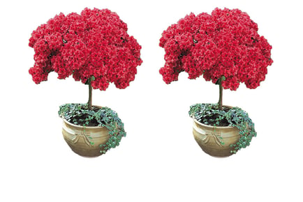 Japanese Azalea plant, pair