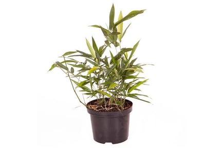 Black Bamboo 'Phyllostachys Nigra' Plant in 3L Pot
