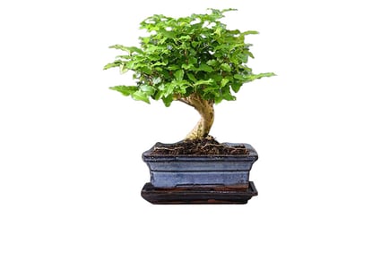Bonsai Tree In Ceramic Plant Pot - 2 Varieties and Sizes!