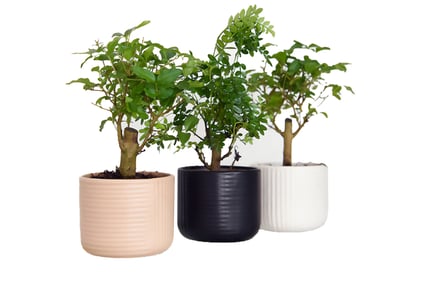 Bonsai Mix in Round Ceramic Pot in 3 Options