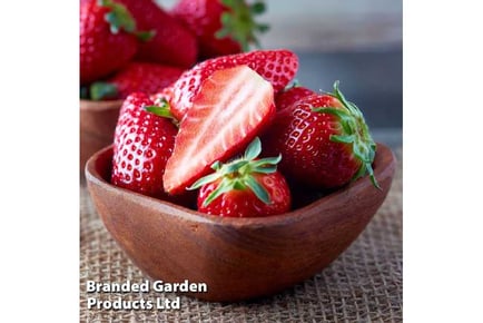 Grow your Own Strawberry Collection