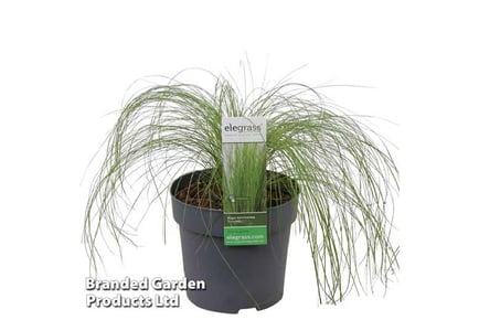 1up to 3 Stipa Pony Tail Grasses