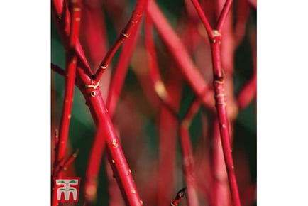 Vibrant Cornus alba 'Sibirica' Plant Set