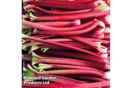 up to 3 Rhubarb Sanvitos Plants