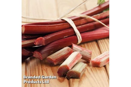 Up to 3 Rhubarb Sanvitos summer