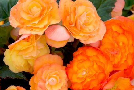 Begonia 'Apricot Shades Pre-planted Hanging Baskets - Pack of 1 or 2