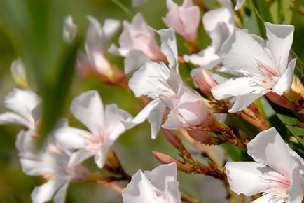 White Oleander Bush with 15cm Pot