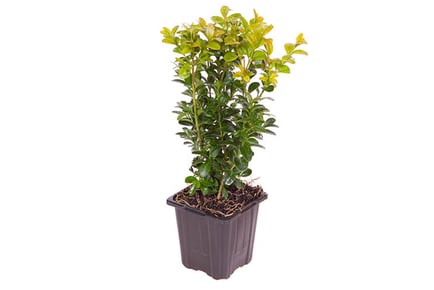 Box Hedging Plants in 9cm Pots - 10, 25, or 50 Pack Options