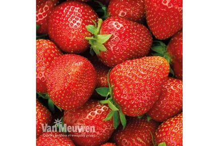 up to 10 Potted Strawberry Elsanta