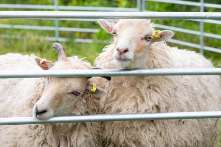 Sheep Walking for 2 - Animal Adventure - Broseley