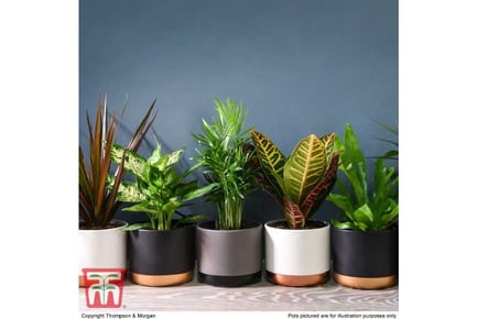 up to 6 Mixed Easy Care Houseplants