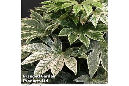 Enchanting Fatsia japonica 'Spider's Web'