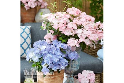 1 or 2 Hydrangea French Bolero Plants