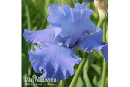 up to 3 Iris Metolius Blues Plants