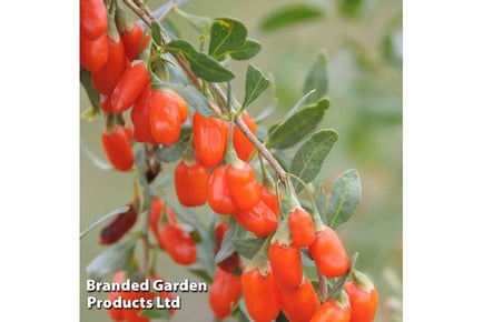 1 or 2 Goji Berry No.1 Lifeberry Plants