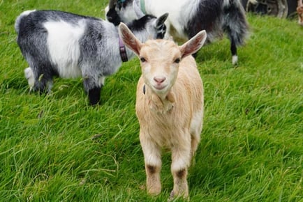 1 Hour Goat 'Pet and Play experience' at Frampton Farm