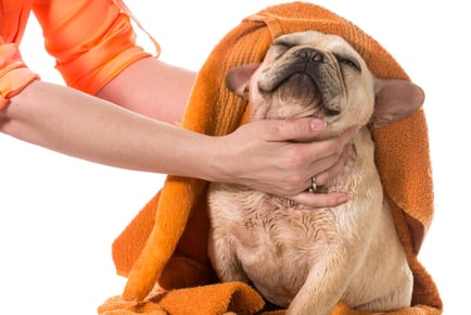 CPD Accredited Online Basic Dog Grooming Course