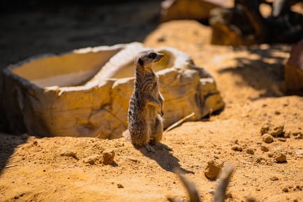 Northumberland College Zoo Entry for 2-5 with October Half Term Availability