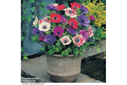 Anemone Rainbow Collection 175 Bulbs