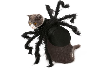 Spooky Spider Halloween Pet Costume - Small or Medium