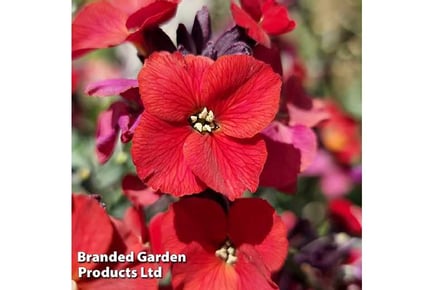 1 or 3 Erysimum Colour Vibe Red