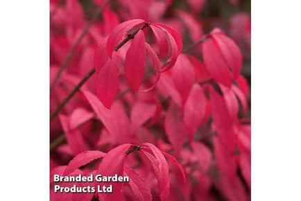 1 or 3 Euonymus Unforgettable Fire Plant