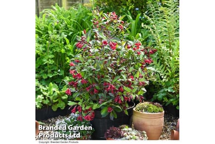 1 or 3 Weigela 'Camouflage' Plants