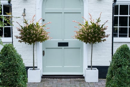 A Pair of Salix Flamingo Standard Trees