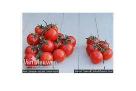 Soluable Tomato PlantFood 750g Box